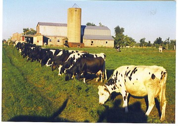 Dairy: cows lined up